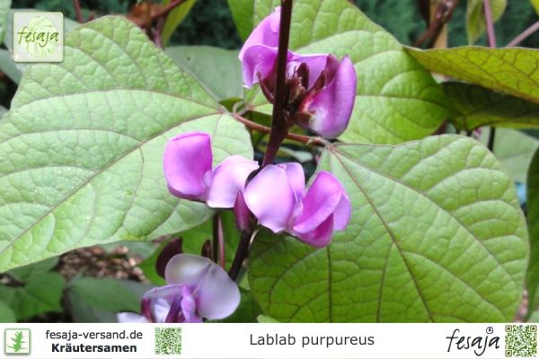 Lablab purpureus