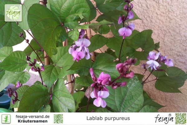 Lablab purpureus