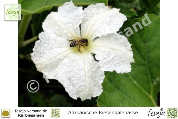 Afrikanische Riesenkalebasse, Lagenaria siceraria