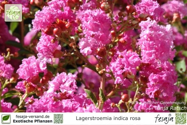 Lagerstroemia indica rosea Pflanzen