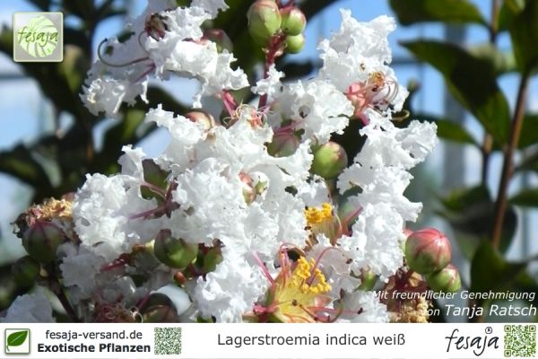 Lagerstroemia indica alba Pflanzen