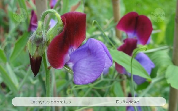 Duftwicke, Lathyrus odoratus