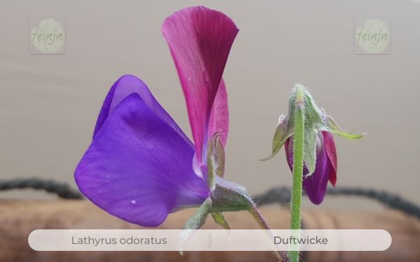 Duftwicke, Lathyrus odoratus