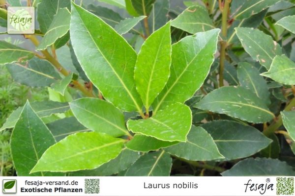 Laurus nobilis Pflanzen