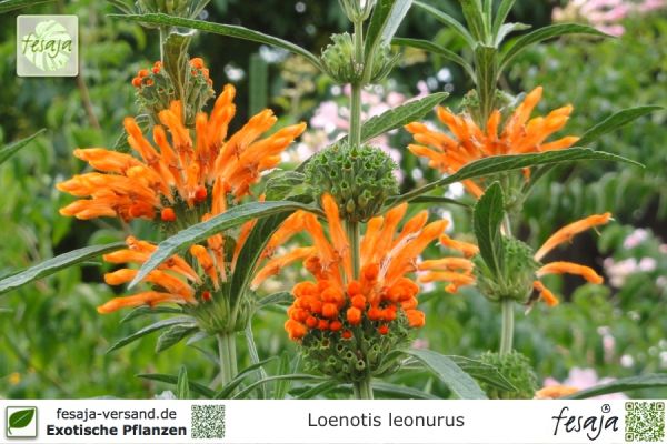 Leonotis leonurus Pflanzen