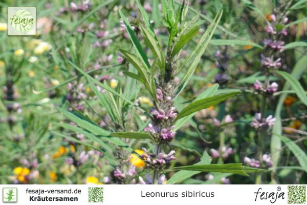 Leonurus sibiricus