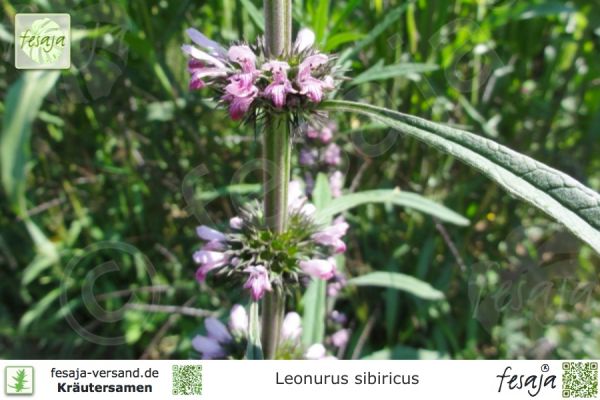 Leonurus sibiricus