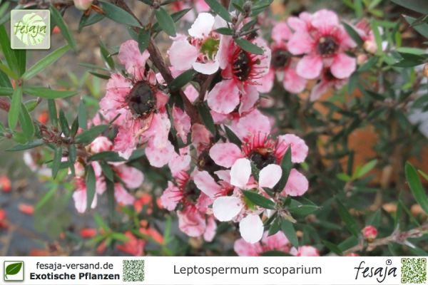 Leptospermum scoparium rosa Pflanzen
