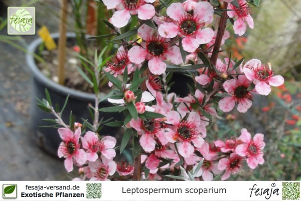 Leptospermum scoparium rosa Pflanzen
