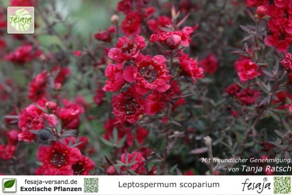 Leptospermum scoparium rot Pflanzen
