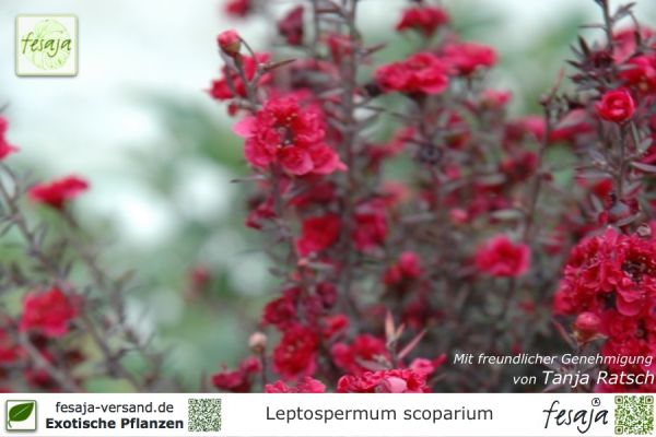 Leptospermum scoparium rot Pflanzen