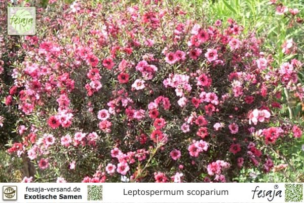 Leptospermum scoparium