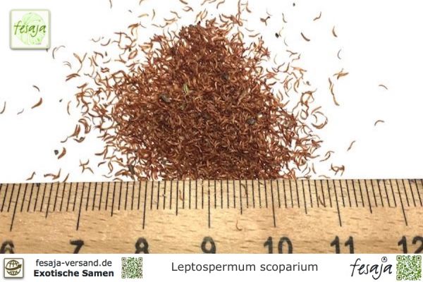 Leptospermum scoparium Samen