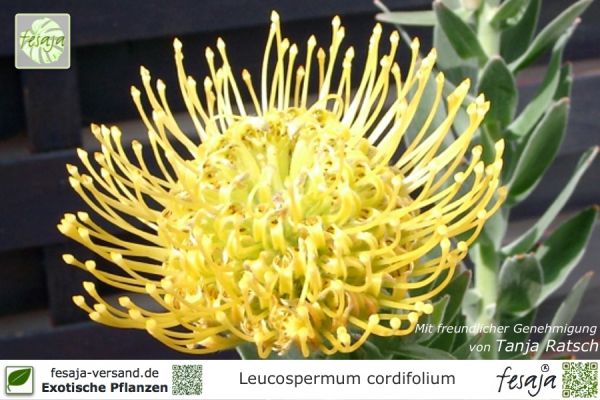 Leucospermum carnival Pflanzen