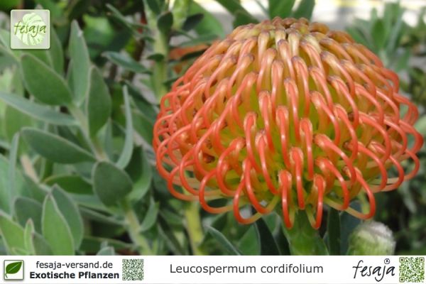 Leucospermum cordifolium Pflanzen