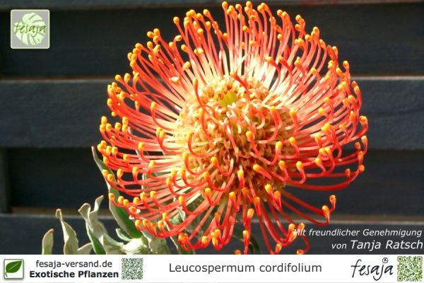 Leucospermum cordifolium Pflanzen