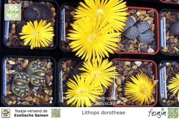 Lithops dorotheae
