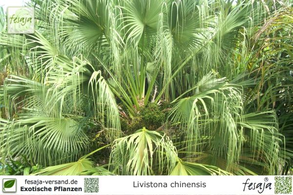 Livistona chinensis Pflanzen