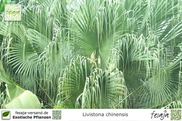 Livistona chinensis Pflanzen