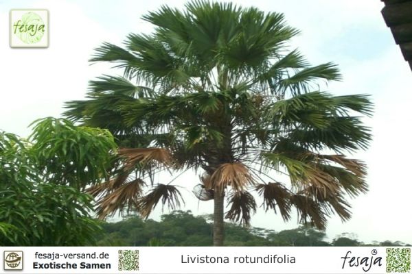 Livistona rotundifolia