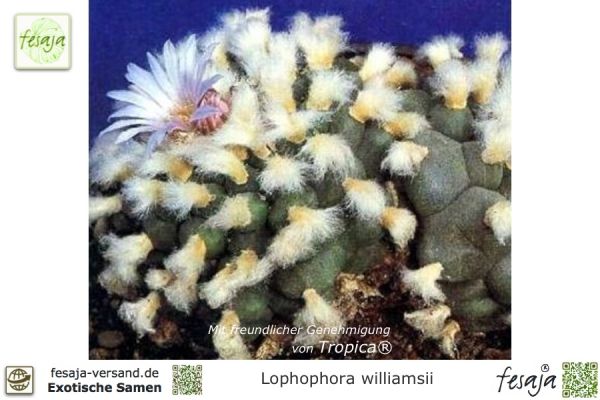 Lophophora williamsii Samen