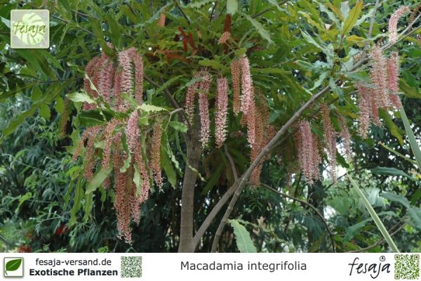 Macadamia integrifolia Pflanzen