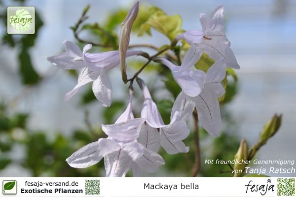 Mackaya bella Pflanzen