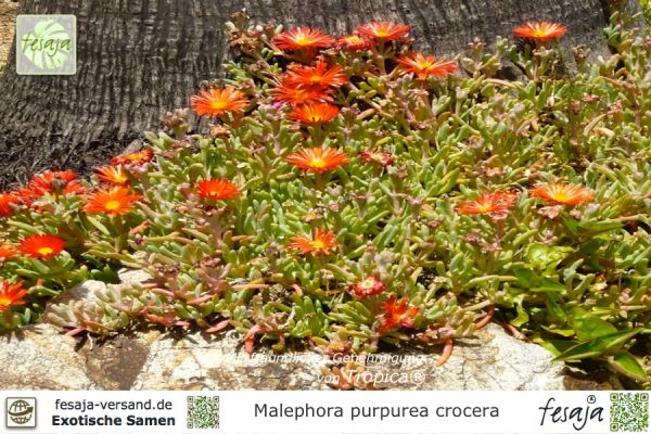 Malephora purpurea crocera