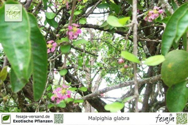 Malpighia glabra Pflanzen