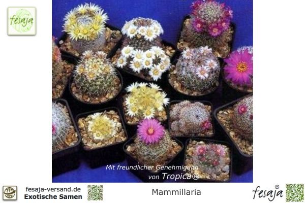 Mammillaria Samen