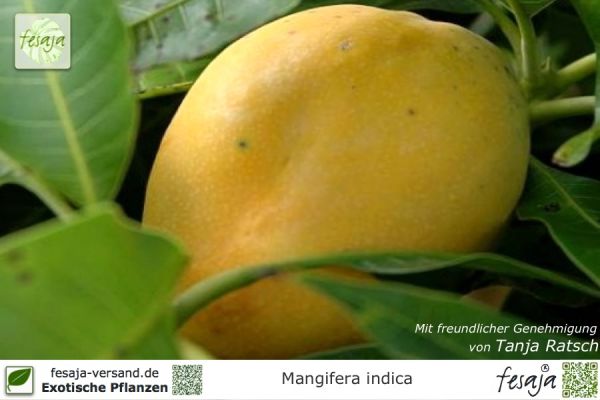 Mangifera indica Pflanzen