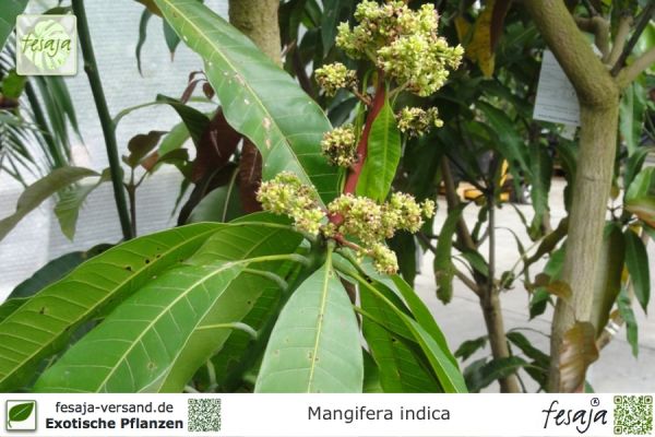 Mangifera indica (Mango)