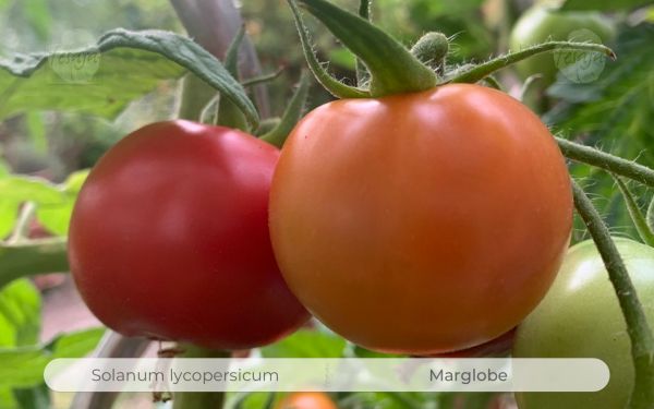 Marglobe · Tomaten · Samen