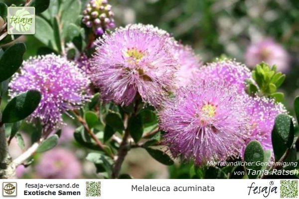 Melaleuca acuminata
