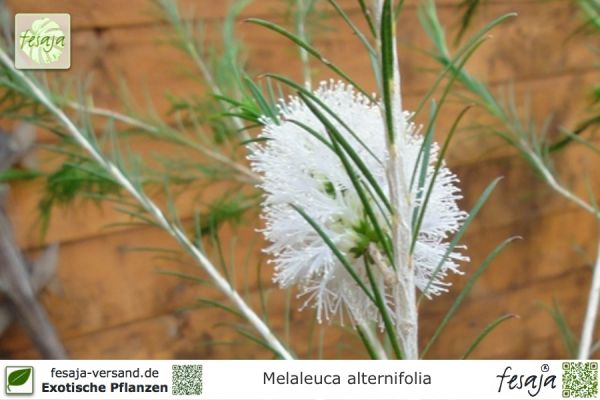 Melaleuca alternifolia Pflanzen