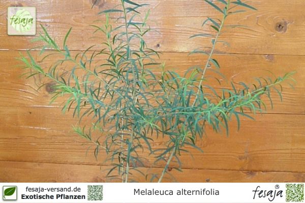 Melaleuca alternifolia Pflanzen