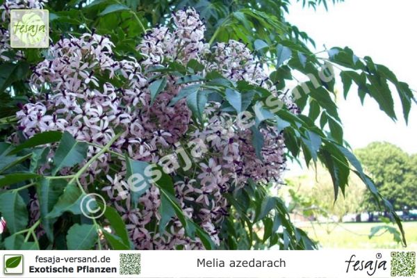 Melia azedarach Pflanzen