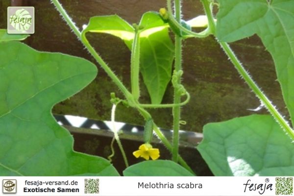Mexikanische Minigurke, Melothria scabra