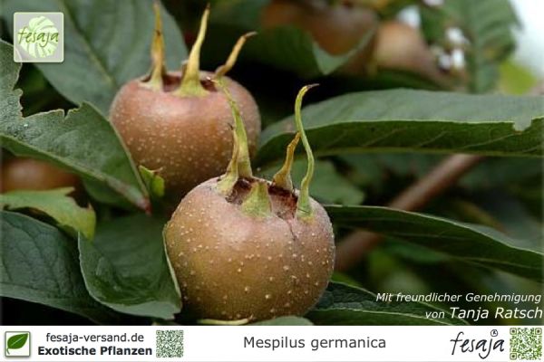 Mespilus germanica Pflanzen