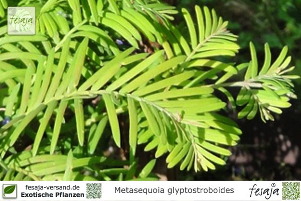 Metasequoia glyptostroboides Pflanzen