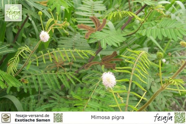 Mimosa pigra