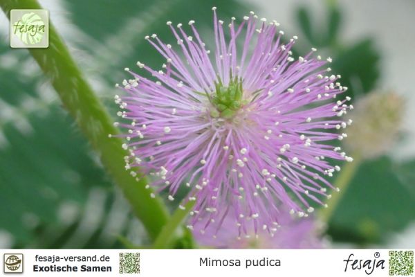 Mimosa pudica