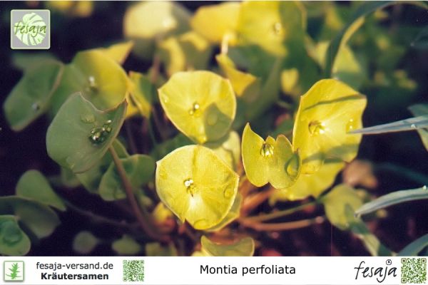 Montia perfoliata