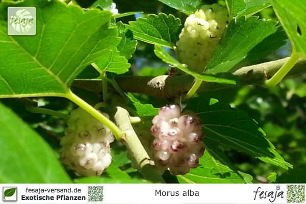 Morus alba Pflanzen