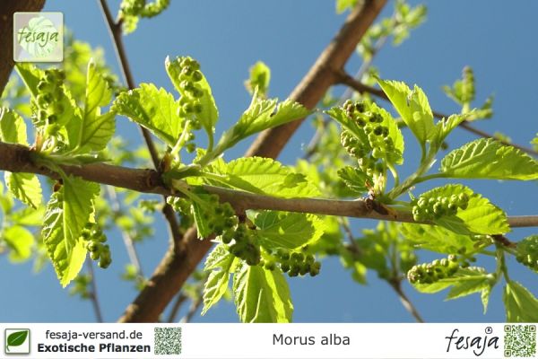 Morus alba Pflanzen