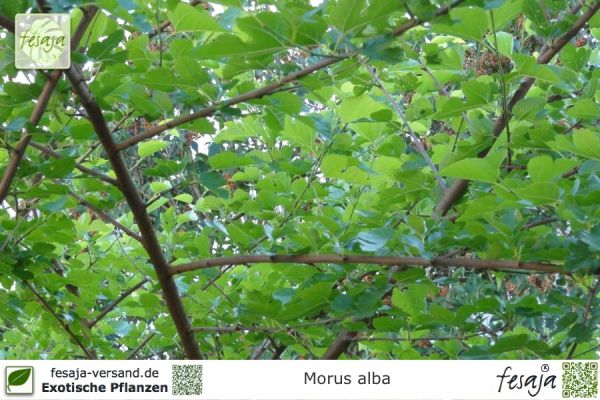 Morus alba Pflanzen