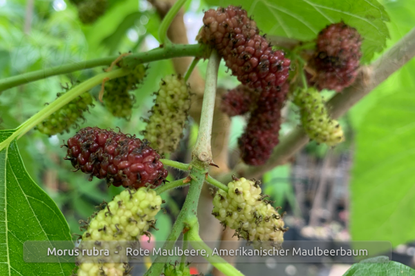 Morus Rubra Alveolino 1 Pflanze 1 Plant Maulbeere Rot 