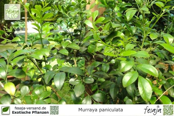 Murraya paniculata Pflanzen