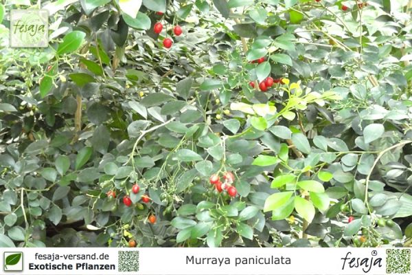 Murraya paniculata Pflanzen
