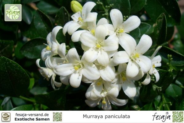 Murraya paniculata
